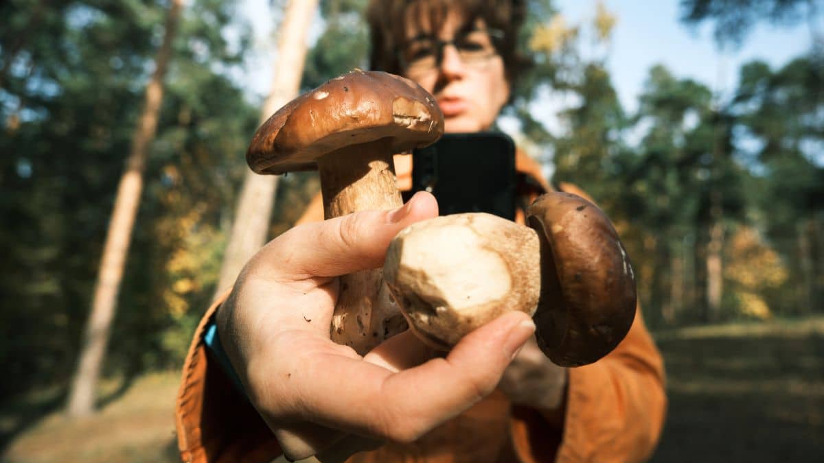nous dévoilons les meilleurs coins à champignons près de nice, selon les experts